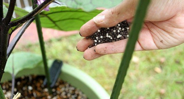 Jak správně krmit lilky?